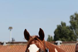 Lot  100 TSS4034Tattersalls