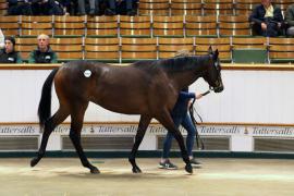 Lot  1017 TBK2 5762Tattersalls