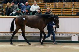 Lot  1017 TBK2 5798Tattersalls