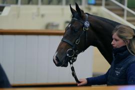 Lot  1017 TBK2 5833Tattersalls