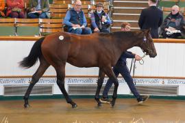 Lot  1019 TBK2168Tattersalls