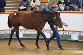 Lot  1019 TBK2189Tattersalls