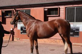 Lot  101 T B10481 Tattersalls