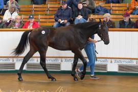 Lot  1025 TBK2232Tattersalls