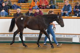 Lot  1025 TBK2255Tattersalls