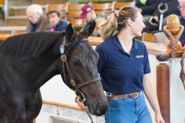 Lot  1025 TBK2257Tattersalls