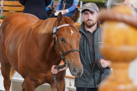 Lot  1027 TBK2306Tattersalls