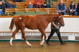 Lot  1027 TBK2310Tattersalls