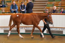 Lot  1027 TBK2311Tattersalls