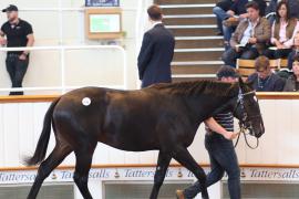 Lot  102 T B1 1749 Tattersalls