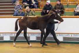 Lot  1034 TDF 348Tattersalls