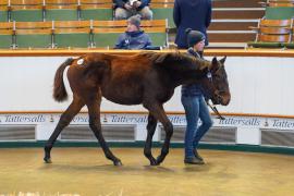 Lot  1035 TDF 125Tattersalls