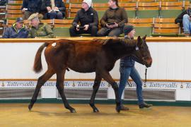 Lot  1035 TDF 229Tattersalls