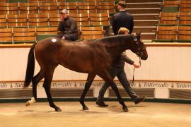 Lot  1036 TBK2 5880Tattersalls