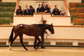 Lot  1036 TBK2 5894Tattersalls