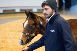 Lot  1036 TDF 097Tattersalls