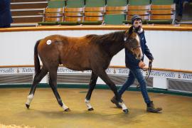 Lot  1036 TDF 287Tattersalls