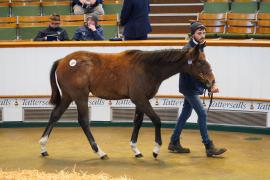 Lot  1036 TDF 301Tattersalls