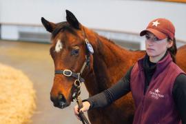 Lot  1039 TDF 080Tattersalls