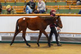 Lot  1039 TDF 090Tattersalls