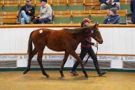 Lot  1039 TDF 243Tattersalls