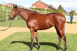 Lot  103 T B10896 Tattersalls