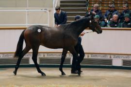 Lot  1041 TBK2 5923Tattersalls