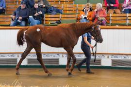 Lot  1043 TBK2351Tattersalls