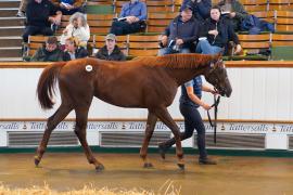 Lot  1043 TBK2379Tattersalls