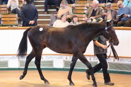 Lot  104 T B1 1902 Tattersalls