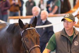 Lot  104 T B1 1909 Tattersalls