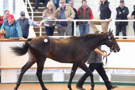 Lot  104 T B1 1915 Tattersalls