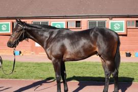 Lot  104 T B12057 Tattersalls