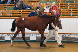 Lot  1054 TBK2451Tattersalls