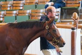 Lot  1054 TBK2459Tattersalls