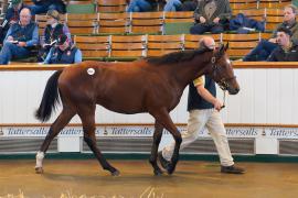 Lot  1054 TBK2477Tattersalls