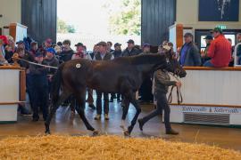 Lot  1055 TBK2447Tattersalls