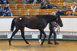 Lot  1055 TBK2534Tattersalls