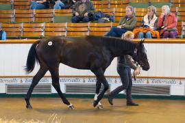 Lot  1055 TBK2540Tattersalls