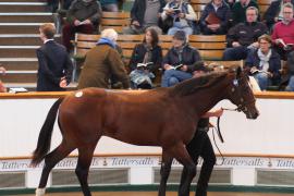 Lot  105 T B K1 4090 Tattersalls