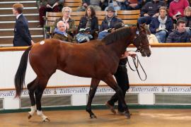 Lot  105 T B K1 4102 Tattersalls