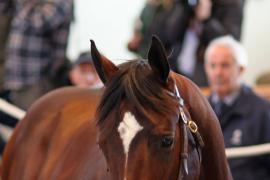 Lot  105 T B K1 4133 Tattersalls