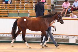 Lot  105 TSS4076Tattersalls