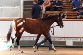 Lot  105 TSS4091Tattersalls