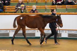 Lot  1061 TDF 389Tattersalls