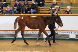 Lot  1061 TDF 420Tattersalls