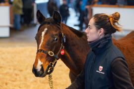 Lot  1061 TDF 454Tattersalls