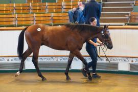 Lot  1062 TBK2584Tattersalls