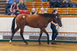 Lot  1062 TBK2585Tattersalls