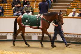 Lot  1068 THIT 500Tattersalls